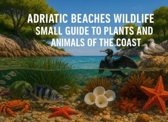 Adriatic beaches wildlife