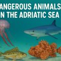 dangerous animals in the Adriatic Sea