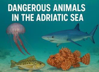 dangerous animals in the Adriatic Sea