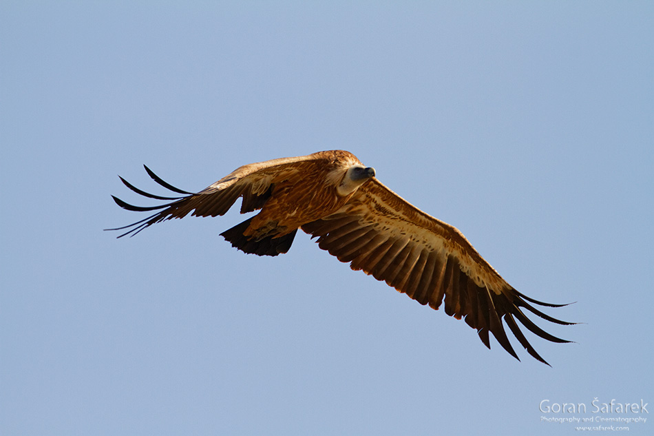 Griffon vultures near Beli, Cres